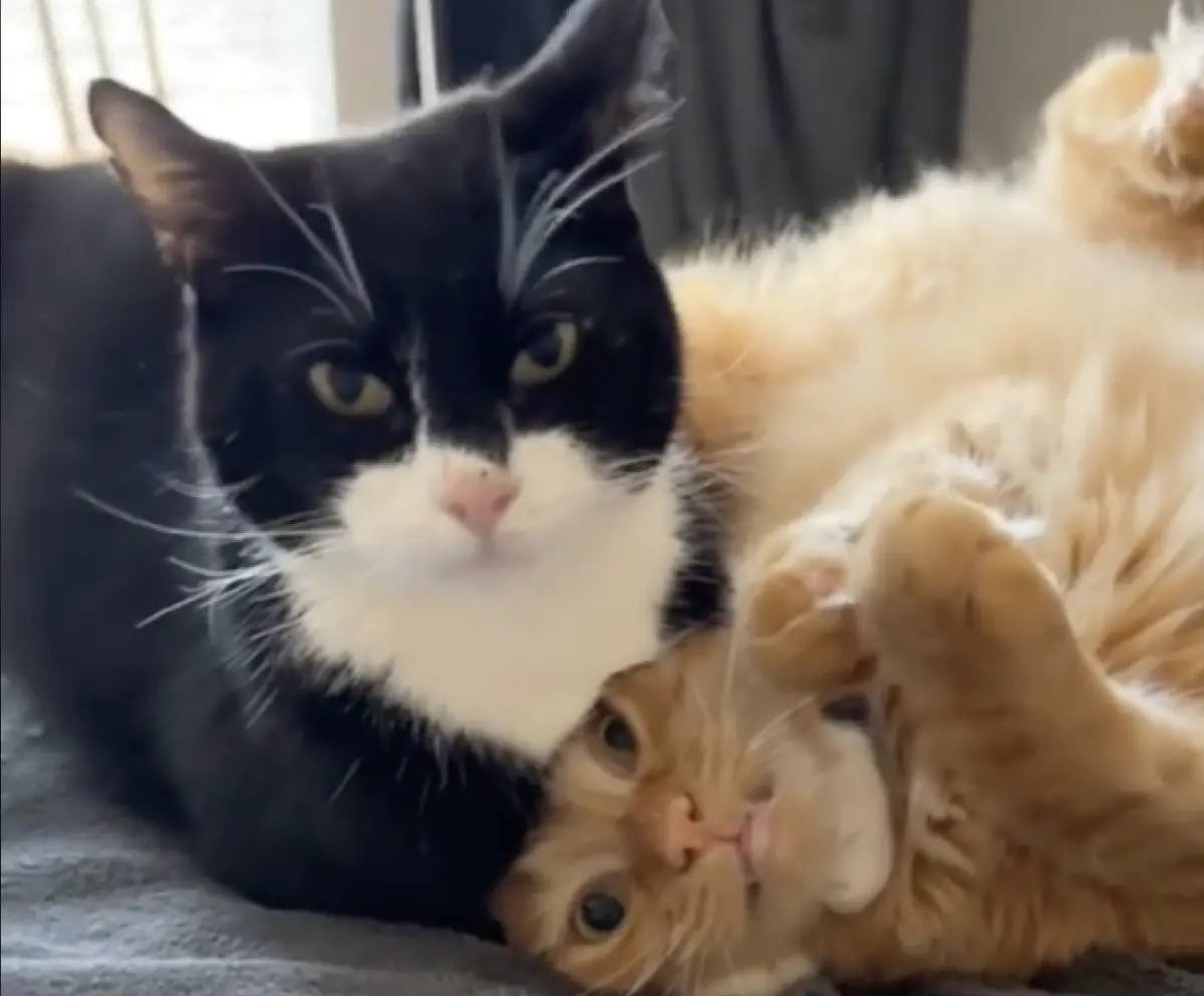 ▲賓士貓在玩耍時突然伸手教訓另一隻橘貓，甚至使出「鎖喉」招數，讓橘貓瞬間露出驚恐萬分的表情。（圖／翻攝自TikTok）