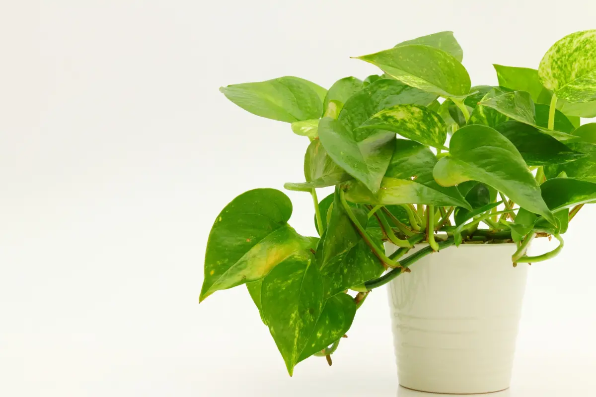 ▲台中市某國小女生將黃金葛汁裝進男同學水壺裡報復，被對方家長提告求償102萬元。毒物專家招名威揭黃金葛汁危害，引發全身性過敏反應，甚至可能會有氣喘、呼吸阻塞的情況。（圖／取自PhotoAC）