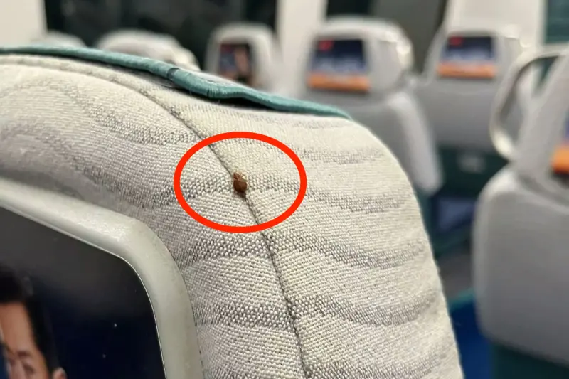 ▲臭蟲危機入侵亞洲，現在香港也傳出災情，有民眾爆料在機場快鐵座位上發現臭蟲，並在網路上分享拍下的臭蟲照片。（圖／翻攝自《香港01》）