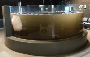水族館遭魷魚墨汁攻擊!魟魚緊貼玻璃牆壁 一臉崩潰:拜託救救我