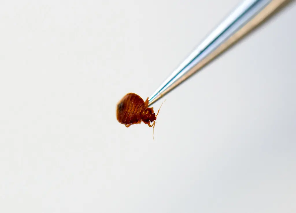 ▲韓國臭蟲危機疑燒到台灣，近日民眾爆料台北萬華某旅館疑似出現臭蟲。（圖／美聯社／達志影像）