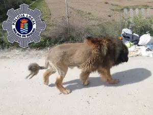 獅子在街頭遊蕩嚇壞居民！警方緊急出動圍捕　竟抓到「傻笑巨獸」
