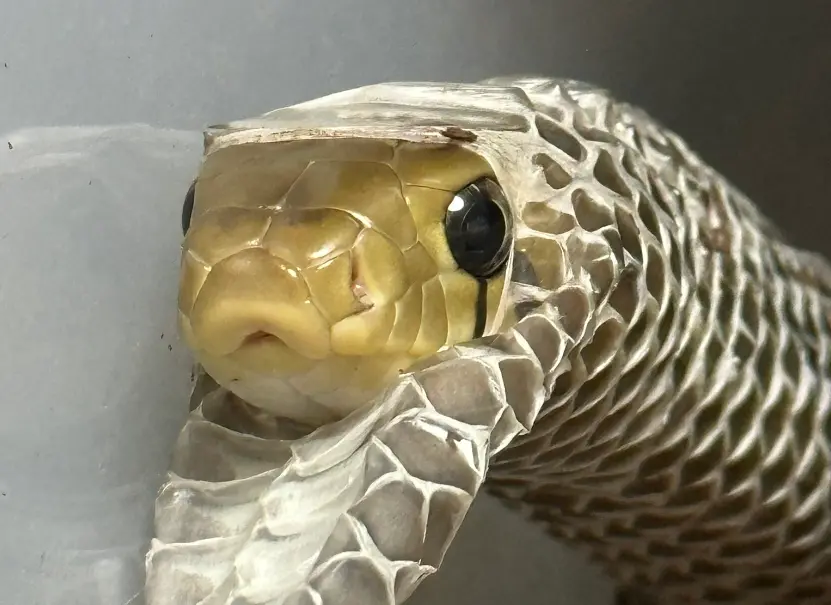 ▲有位網友發現，自己家的蛇蛇脫皮完成卻又「鑽進舊皮」，讓他相當苦惱。（圖／X@Shabayu1）