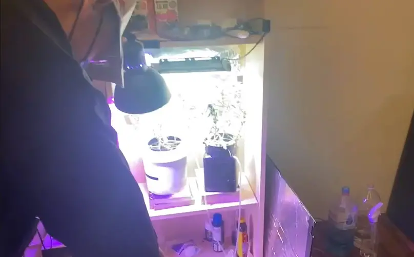 ▲警方查獲陳男在住宅室內種植的大麻栽種場。（圖 ／翻攝畫面）