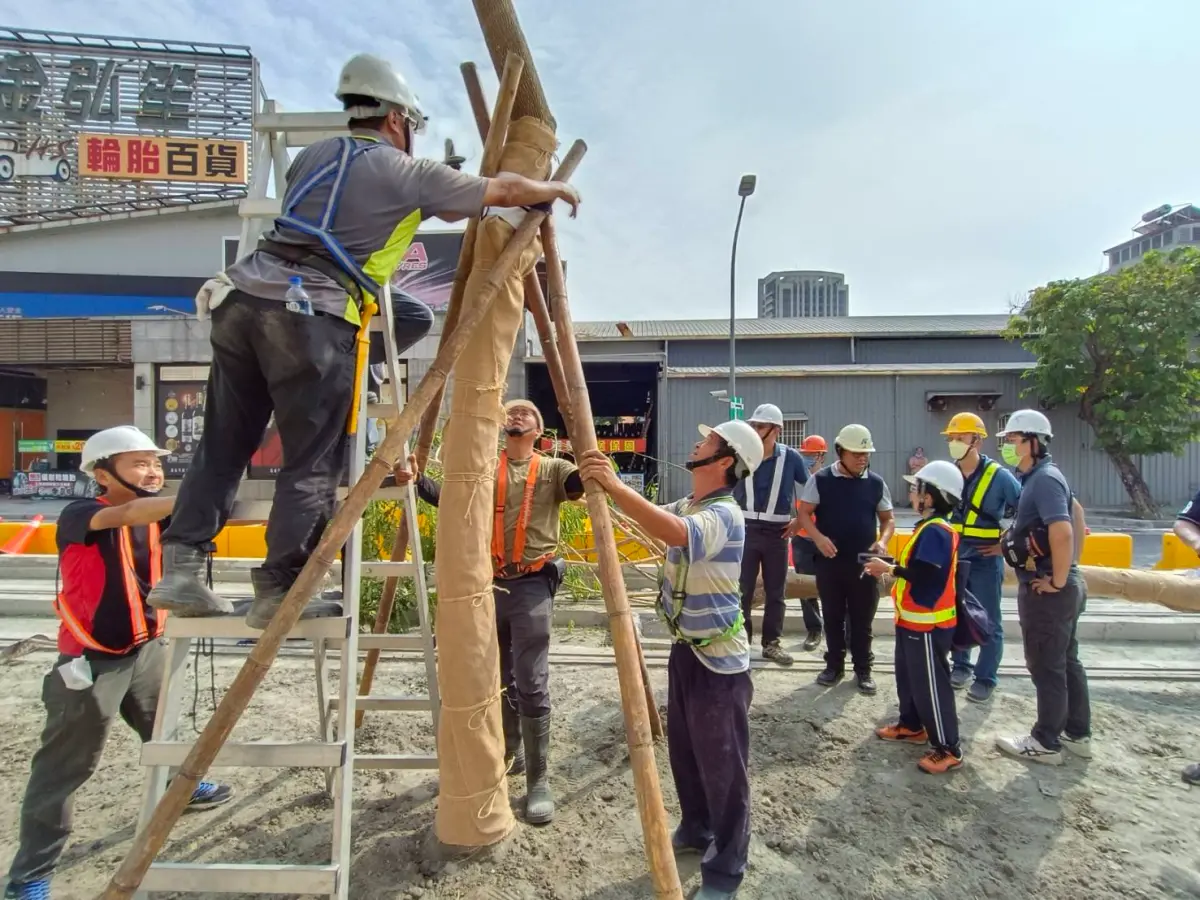 ▲捷運局表示輕軌原本206棵雨豆樹採以站就樹原地保留外，沿線也補植112株雨豆樹。（圖／高市府捷運局提供）