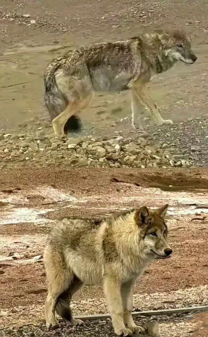 ▲一般野狼的體型（上圖）及可可西里的「哈士奇」野狼（下圖）的圓潤身形對比。（圖／取自微博）