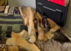 癌末軍犬出最後任務!回程搭機聽到「驚喜廣播」 乘客全獻上喝采