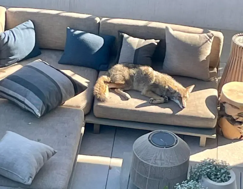 ▲有民眾起床後，發現露台沙發上面躺著一隻像狗的生物正在做日光浴休息。（圖/Facebook@Animal Care & Control San Francisco）