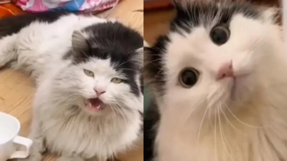 ▲一年過去後，厭世的貓咪竟然變身超美天使，讓不少網友大讚：愛真的能改變很多事！（圖／取自微博）