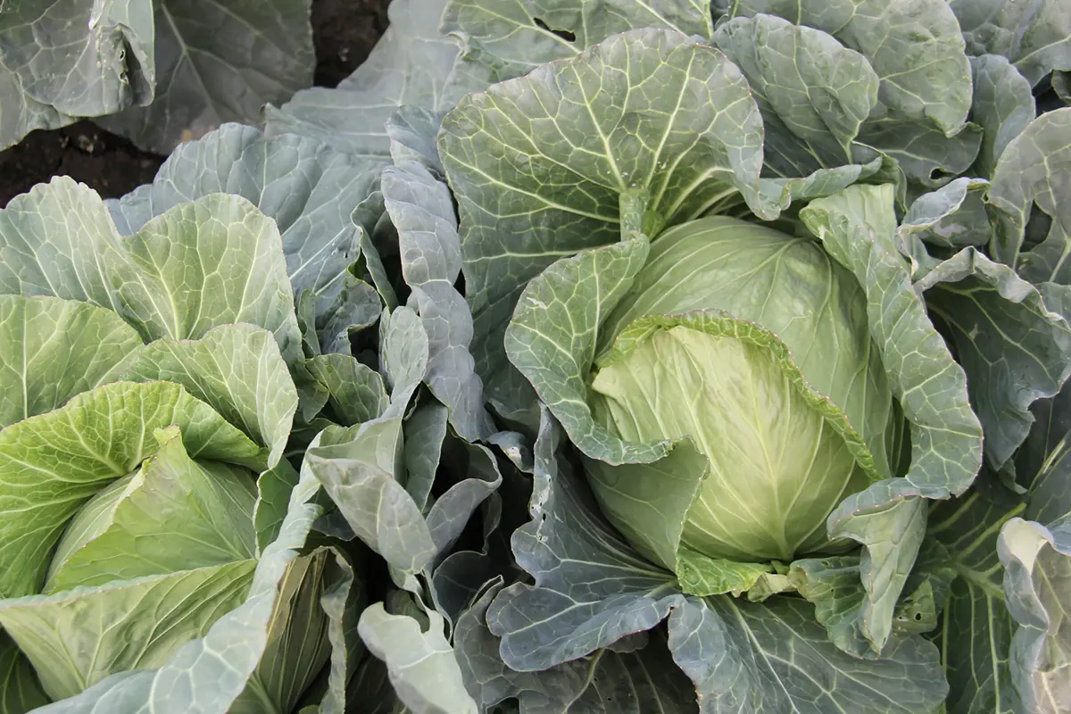 ▲農糧署表示，依據「敏感性蔬菜供育苗量預警系統」資料，2023年9月上旬至10月下旬高麗菜種植數量連續6旬呈現紅燈。（圖／農糧署提供）