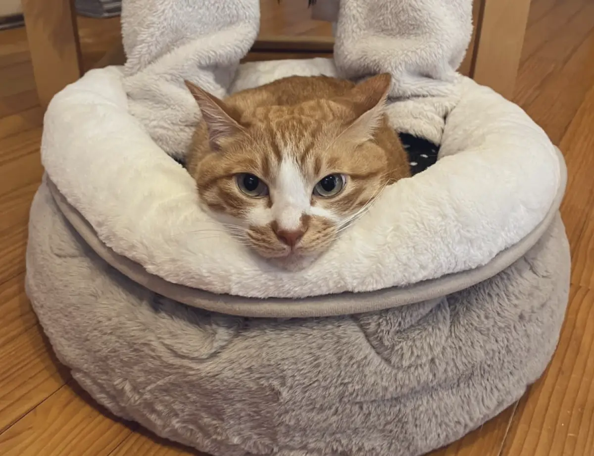 ▲日本就有一名飼主，將愛貓當作免插電又可吸可嚕的可愛暖腳器，胖橘貓趴在睡窩中也一臉厭世地用身體幫鏟屎官暖腳。（圖／翻攝自X）