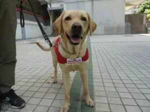 導盲犬商場內「狂喘嘔水」倒地!送醫仍不治 眾悲痛:任務完成了