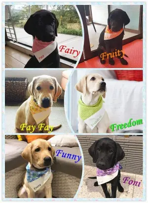 ▲2018年出生的導盲犬Funny,是兄弟姊妹中排名第五的小可愛。(圖/取自香港導盲犬服務中心臉書) ▲2018年出生的導盲犬Funny,是姊妹中排行第五的小可愛。(圖/取自香港導盲犬服務中心臉書)
