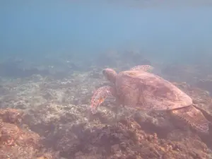 新北瑞芳蝙蝠洞潛水員水下紀錄　意外拍到瀕臨絕種綠蠵龜
