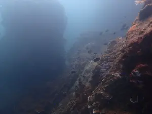 ▲海洋大學團隊潛水員水下紀錄紫菜坪周邊生態影像紀錄。（圖 ／新北市政府動物保護防疫處提供）