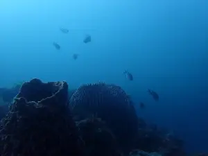 ▲海洋大學團隊潛水員水下紀錄蝙蝠洞周邊生態影像。（圖 ／新北市政府動物保護防疫處提供）