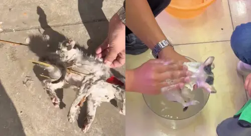 ▲貓貓從貓咪版拔下來之後,身體沾黏許多雜物,該民眾開始替牠進行清洗並且餵食。(圖/Tik Tok@catpippi) ▲貓貓從貓咪版拔下來之後,身體沾黏許多雜物,該民眾開始替牠進行清洗並且餵食。(圖/Tik Tok@catpippi)