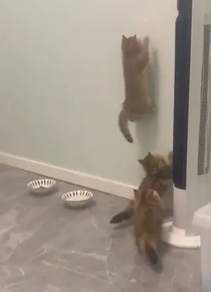▲當雷射紅點爬上牆時，兩隻貓咪停下腳步，另一隻卻直接使用飛簷走壁之術一路追逐，讓同伴貓咪相當傻眼。（圖/Tik Tok）