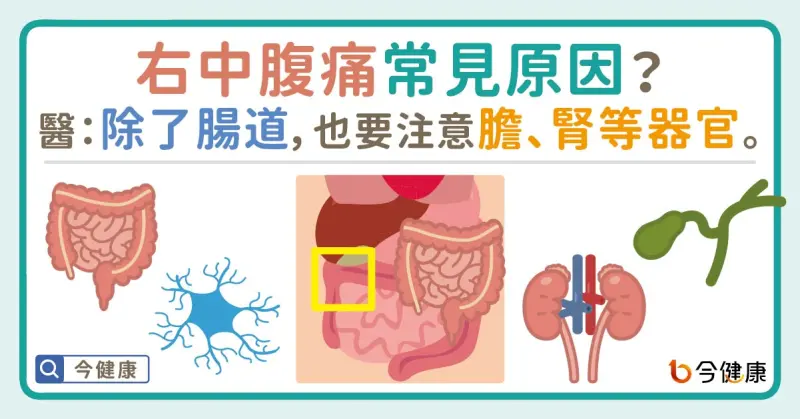 ▲右中腹痛常見原因？醫：除了腸道，也要注意膽、腎等器官。