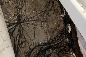 ▲紐約真菌專家推測，此詭異黑網可能是粉孢革菌（Coniophora puteana）的菌絲體。（圖／翻攝Australia & New Zealand Fungus Identification臉書）