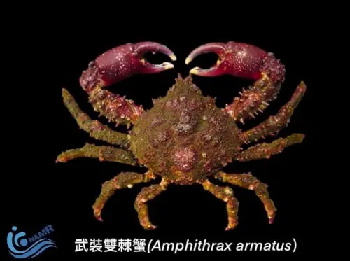 「武裝雙棘蟹」大軍入侵南台灣！一天可捕獲1000隻　詭異外型曝光
