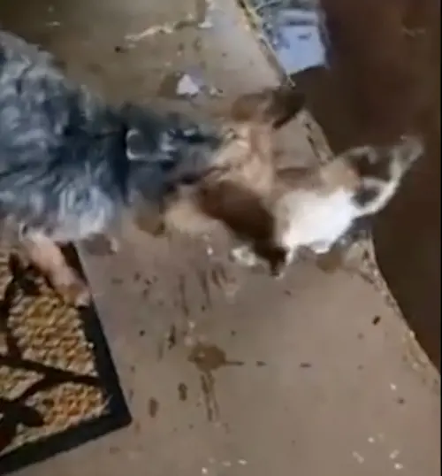 ▲一隻約克夏犬雨天帶著瘦弱的小花貓一起回家,過程還時不時回頭擔心貓咪沒有跟上。(圖/微博@全是狗狗啊) ▲一隻約克夏犬雨天帶著瘦弱的小花貓一起回家,過程還時不時回頭擔心貓咪沒有跟上。(圖/微博@全是狗狗啊)