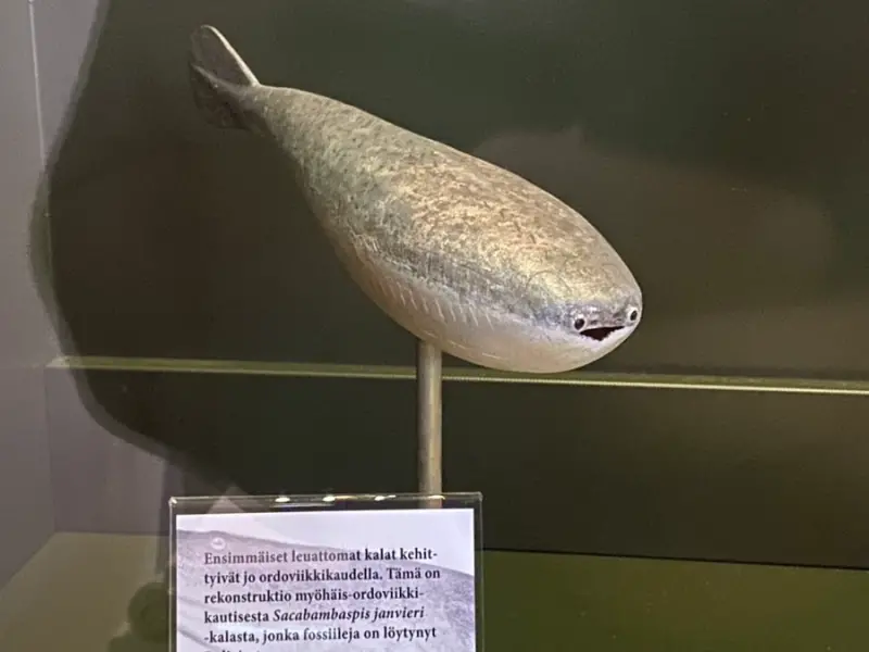 ▲薩卡班甲魚是生存在距今約4.7億年前的古生物，芬蘭自然歷史博物館還原其模型，因「◉▼◉」臉部表情爆紅。（圖／翻攝X@epinesis）