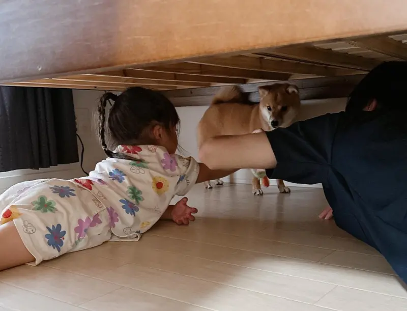▲日本一名飼主養了一隻2歲的柴犬，常常都會陪伴家中的小寶寶一起遊玩。（圖/IG@mameshiba_anz）