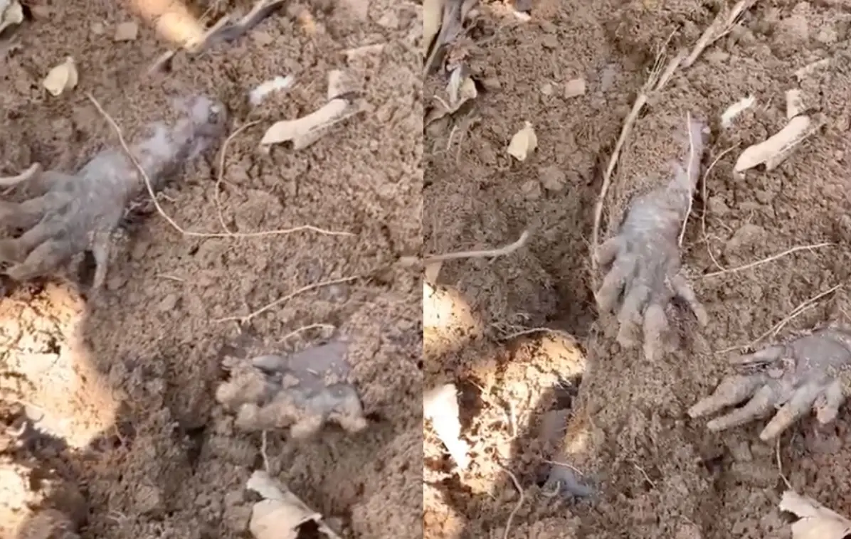 ▲國外一名網友經過泥土堆時，發現土裡面有一雙露出來的「僵硬黑化小手」，超反差的真面目也嚇壞不少人。（圖/翻攝臉書＠Adalberto Rigobello II）
