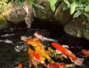 橘貓摔進水裡「遭鯉魚軍圍攻」！嚇爆貓爬式上岸：差點被食物吃了
