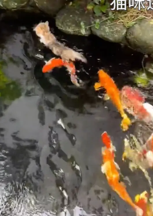 ▲小橘貓不小心掉入水池內，被成群的「鯉魚喪屍大隊」圍攻，嚇到緊急游回岸上。（圖/翻攝微博）