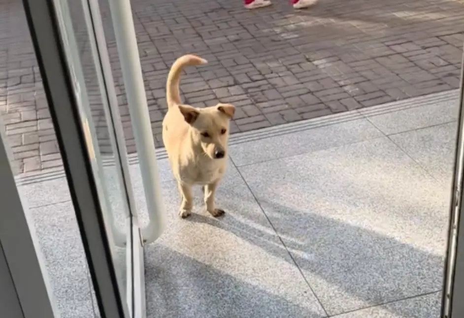 ▲大陸山西一隻流浪的小黃狗本來只是到獸醫院蹭糧，沒想到某天腳發炎時自己上門看病，讓獸醫們哭笑不得。（圖/翻攝抖音）