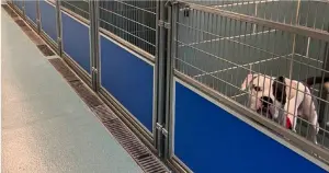 收容所只剩牠!鬥牛犬目送「61隻同伴被領養」 悲傷貼鐵籠:我呢