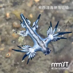 有毒別碰！「藍龍」大西洋海神海蛞蝓　基隆潮間帶大爆發驚喜現蹤
