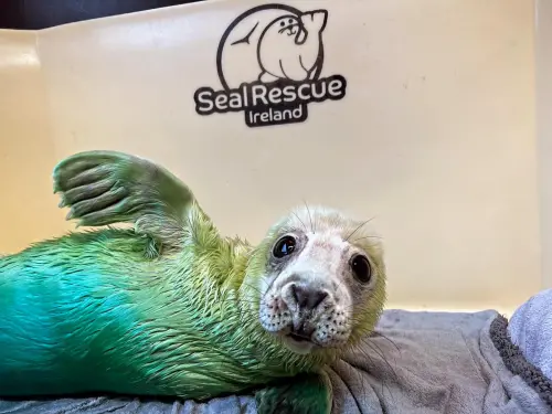 ▲動保組織解釋，卡菈身上會出現藍綠色，是因為塗了清潔傷口的藥水。（圖／翻攝自臉書「Seal Rescue Ireland」）