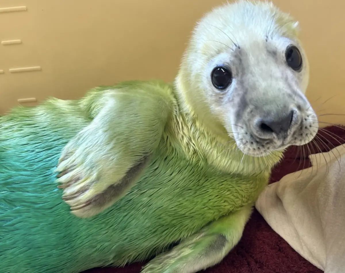 ▲愛爾蘭動保組織在臉書曬出小海豹被救援後的近照，只見小海豹全身竟呈現藍綠色，奇特的外觀引起網友熱議。（圖／翻攝自臉書「Seal Rescue Ireland」）