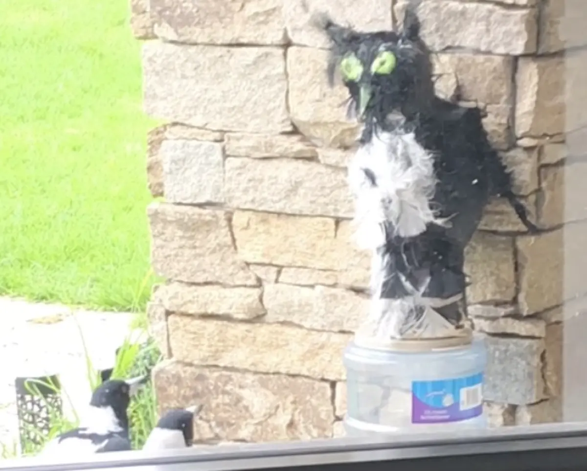 ▲網友手工做了一隻假貓頭鷹想嚇退喜鵲，沒想到隔天一看，竟發現成群喜鵲對著假貓頭鷹鞠躬，就像是邪教團體把它當成神膜拜一樣。（圖／翻攝自Tiktok）