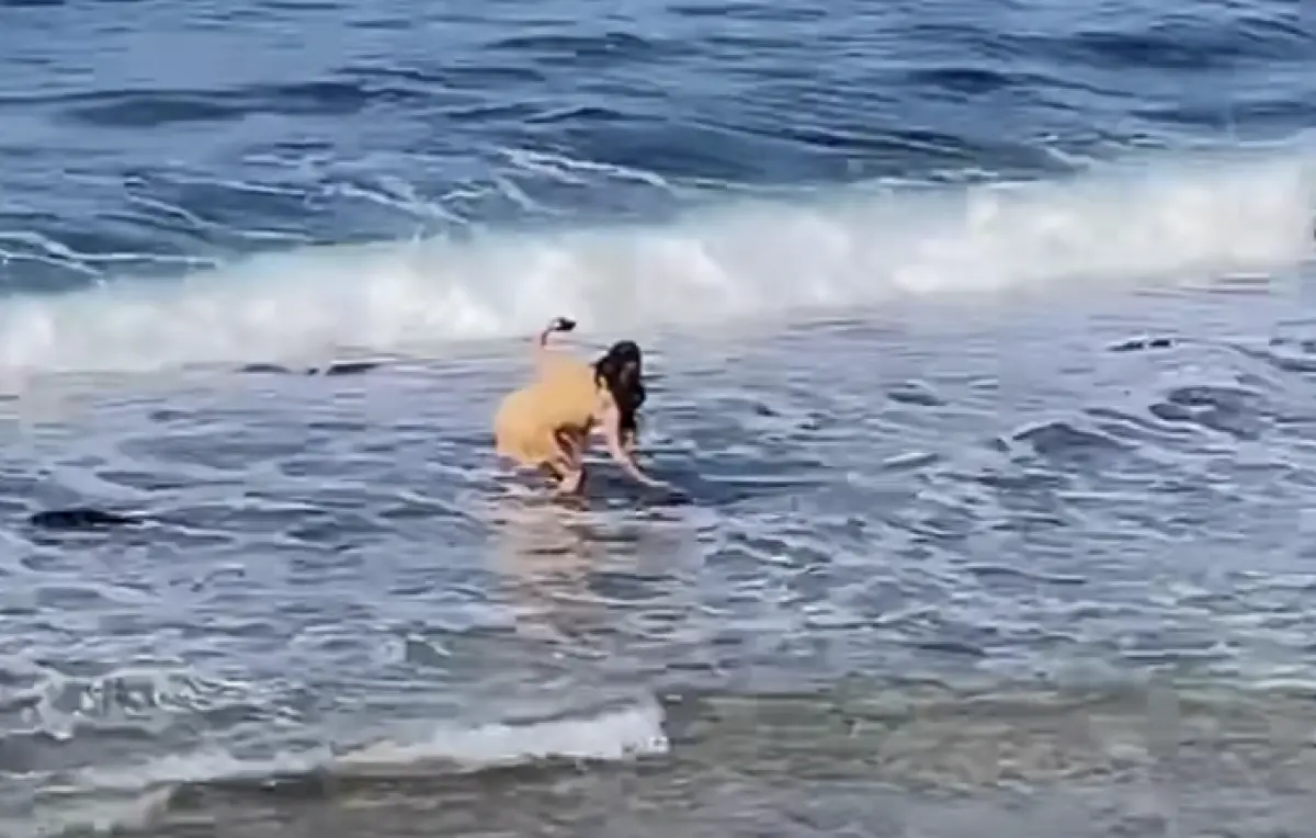 ▲近日一名長髮女子到小琉球遊玩，在海灘上一邊自拍，一邊彎腰狂摸海龜，甚至試圖阻擋海龜回到海裡，誇張行徑全被錄下。（圖／翻攝自臉書社團「爆料公社二社」）