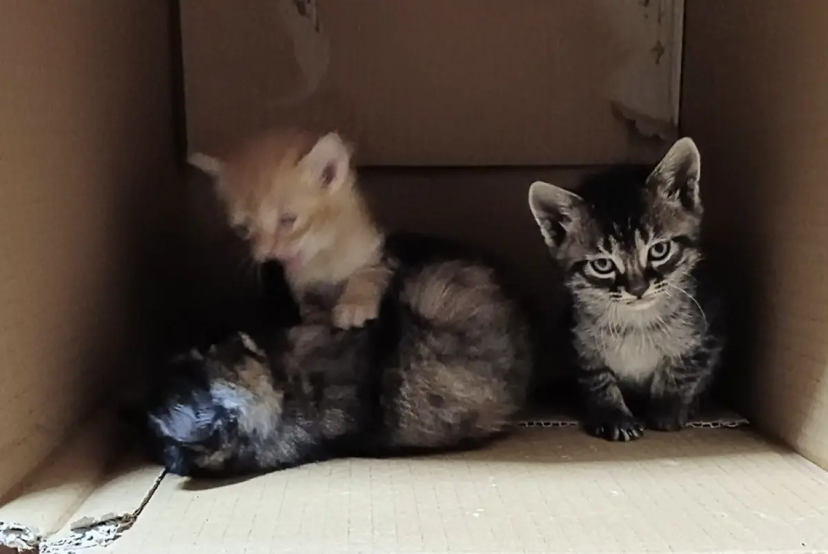 ▲日本一名網友日前收編了一窩流浪奶貓，但其中一隻虎斑小貓卻霸氣外露，不但無視身邊打鬧的手足，還帥氣地狠盯著鏡頭。（圖／翻攝自X）