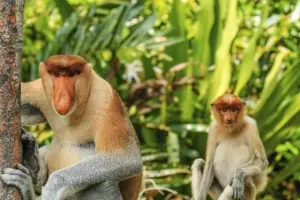 ▲長鼻猴是馬來西亞沙巴克利亞斯河特有動物。（圖／翻攝馬來西亞觀光局.台灣臉書）