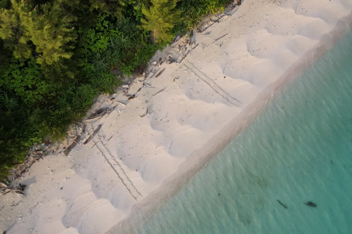 ▲馬來西亞沙巴環灘島工作人員早晚以步行或空拍機巡視，發現有海龜爬行痕跡（圖中4痕）即刻前往搜集海龜蛋並帶回孵育區。（圖／信義房屋提供）