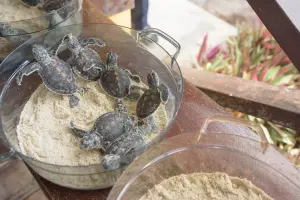 ▲海龜卵約60天孵化，張又文說2年來環灘島累計已成功孵化近2000隻海龜。（圖／信義房屋提供）
