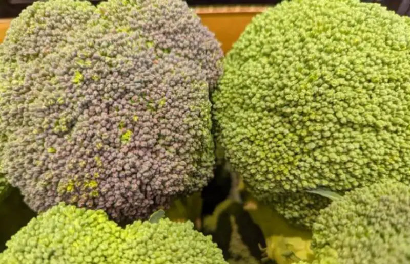▲日本農業專家發文提醒，如果看到貨架上花椰菜「發紫」，不需要刻意避開它們，因為這些個體反而會更好吃。（圖／取自X@tesublogorg）