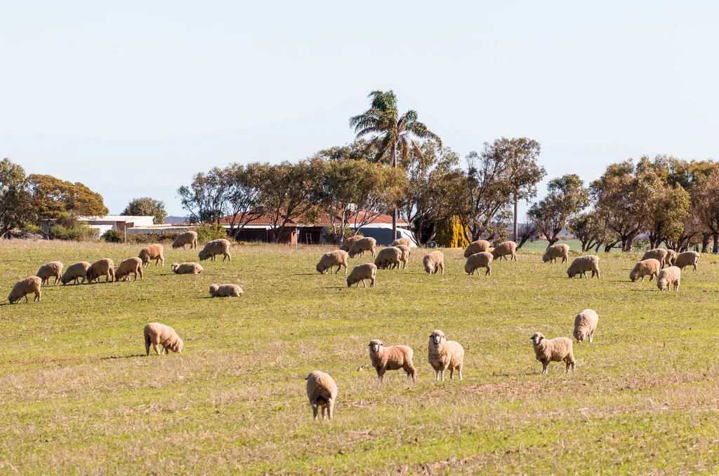 ▲澳洲羊群大量繁殖，羊肉過剩造成羊肉價格暴跌，一些牧場農民為了節省成本，選擇撲殺羊隻或是直接免費贈送，就是不想再繼續飼養下去。資料照。（圖／美聯社／達志影像）