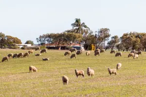 澳洲「羊滿為患」！羊肉價格慘崩盤　農家想免費送人還送不出去
