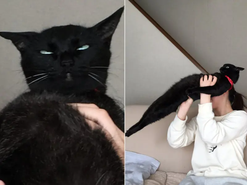 ▲日本網友養了13年的黑貓最討厭被抱抱，只要一被主人抱起，牠就翻白眼加全身直挺挺，大秀超強核心肌群爆紅。（圖／翻攝X@itmnnnnn）