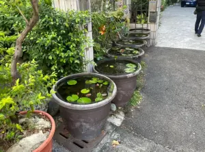 6缸孔雀魚不翼而飛!飼主焦急報案 高雄警揪出白鷺鷥「吃到飽」