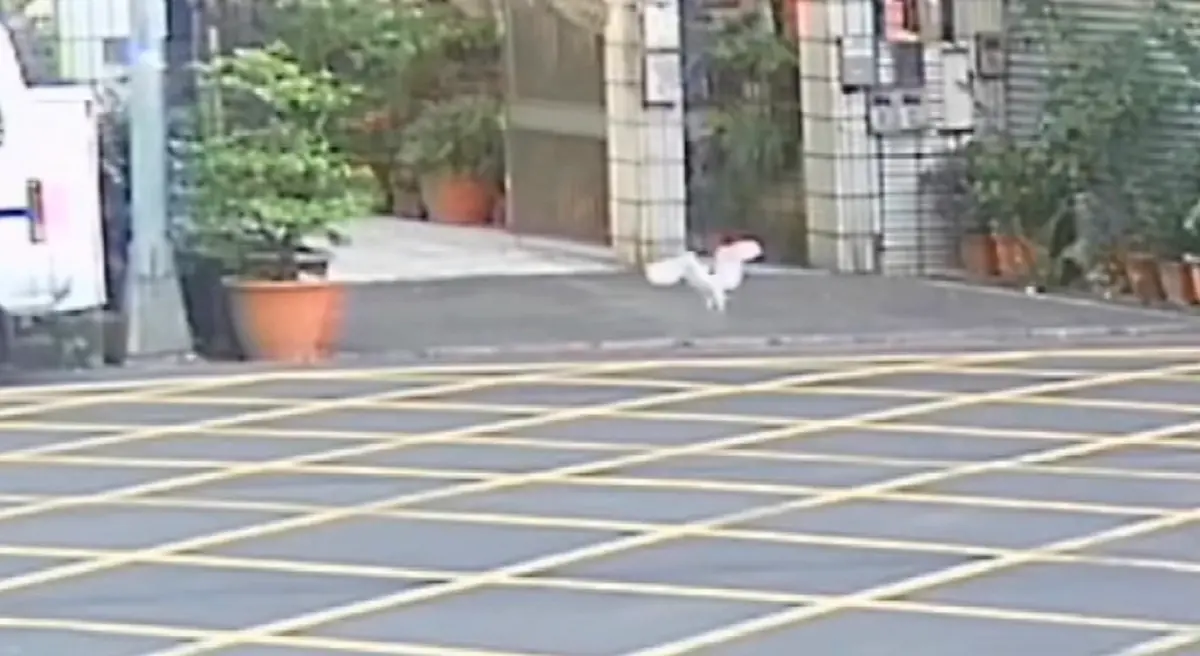 ▲民眾飼養的六缸孔雀魚不翼而飛，經警方調閱監視器畫面，這才發現竊賊是一隻白鷺鷥。（圖／翻攝畫面）