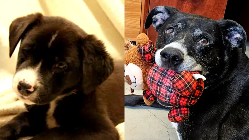▲一隻11歲的黑色混血拉布拉多Toby，近期遭到飼主退養，動保中心一查後更發現，原來牠過去就是這個收容所送出的狗狗。（圖／取自臉書Seattle Humane）