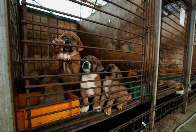 ▲韓國仍有吃狗肉的習俗，近來隨著動物權利意識逐漸提高，韓國政府計劃禁止食用狗肉。圖為韓國平澤的一間食用犬飼養場。（圖／美聯社／達志影像）